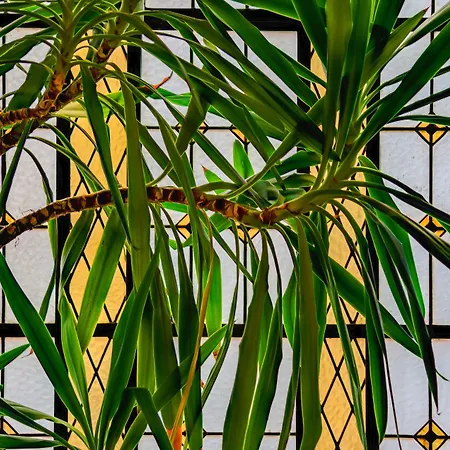 雷亚尔普林西比酒店 酒店 4*